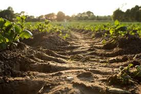 Fallow Ground